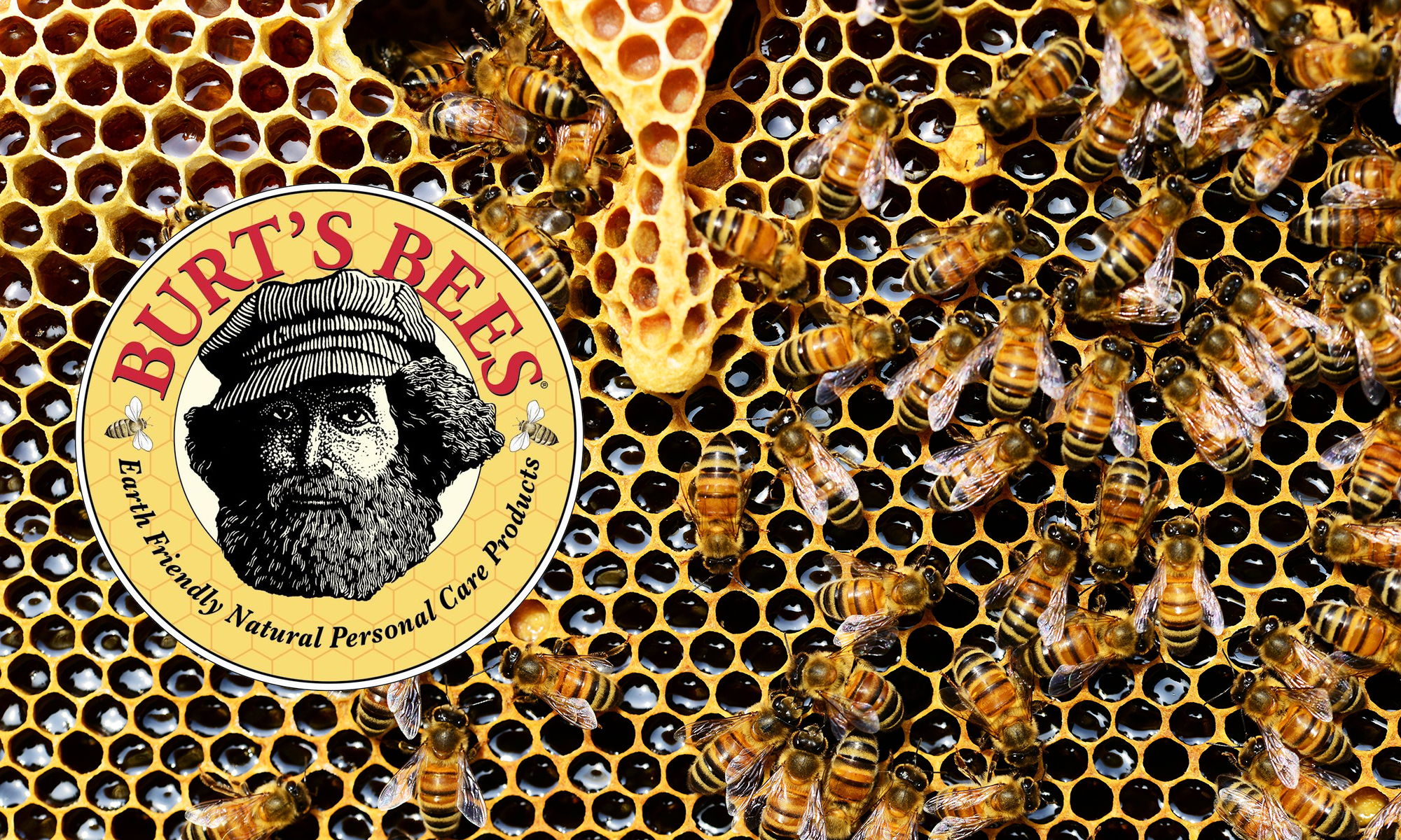 Burt's Bees original logo and bee photo